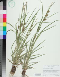 Carex louisianica image