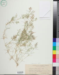 Eragrostis reptans image