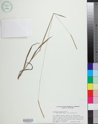 Paspalum setaceum var. muhlenbergii image