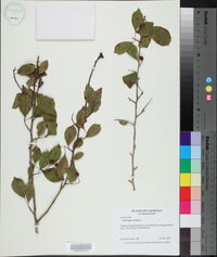 Crataegus viridis image