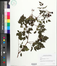 Nekemias arborea image