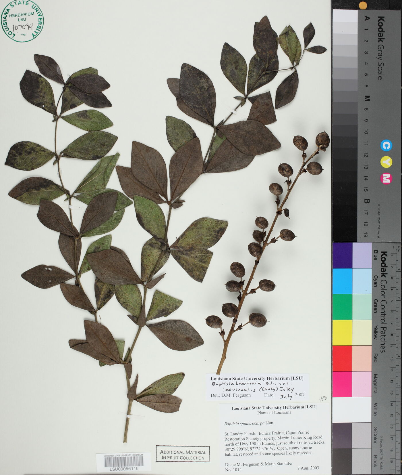 Baptisia bracteata var. laevicaulis image