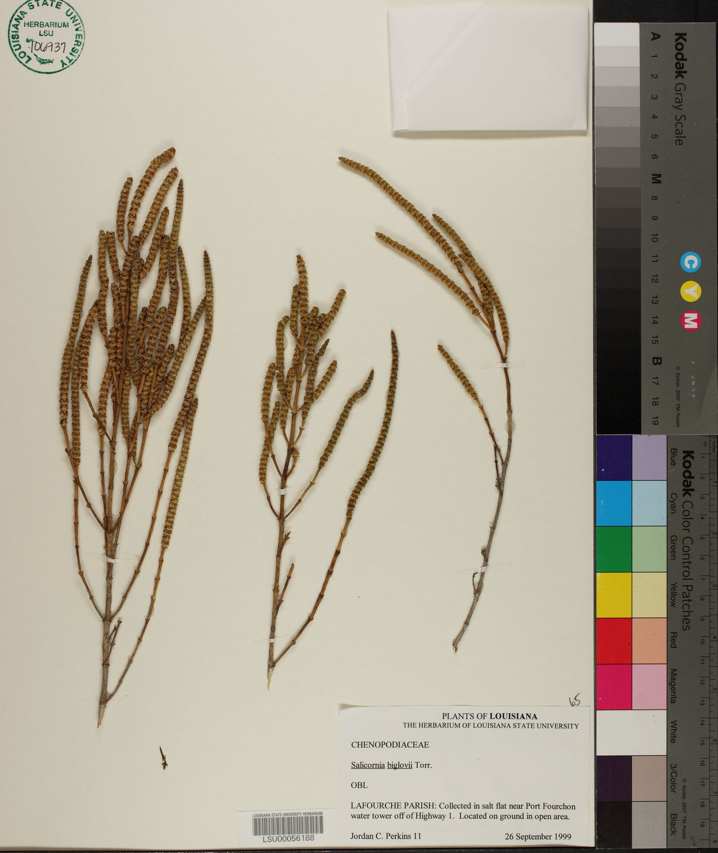 Salicornia bigelovii image