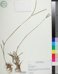 Paspalum notatum image