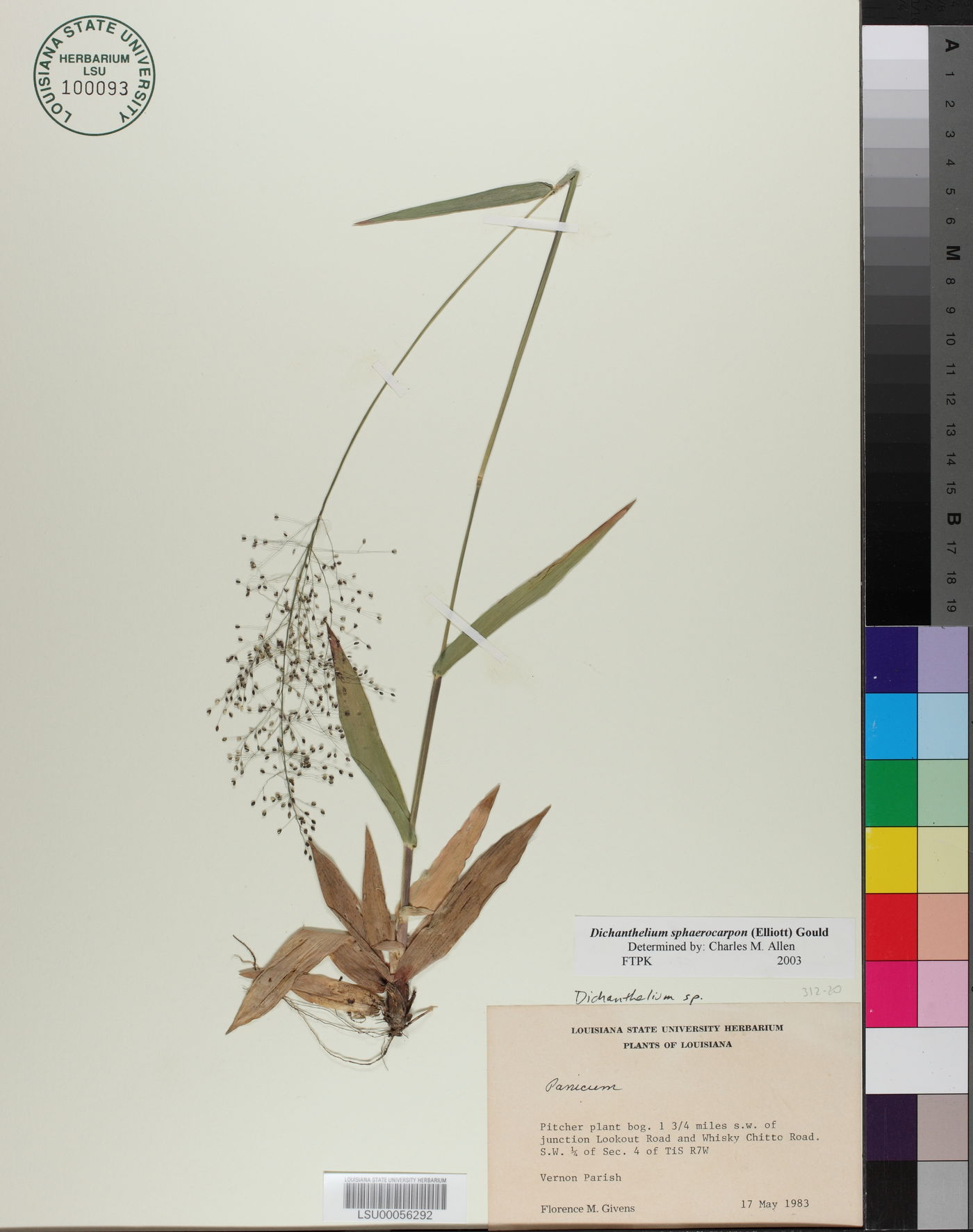 Dichanthelium sphaerocarpon image