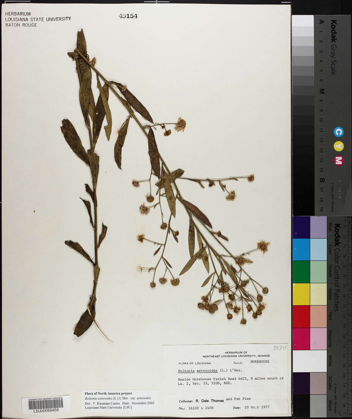 Boltonia asteroides var. asteroides image