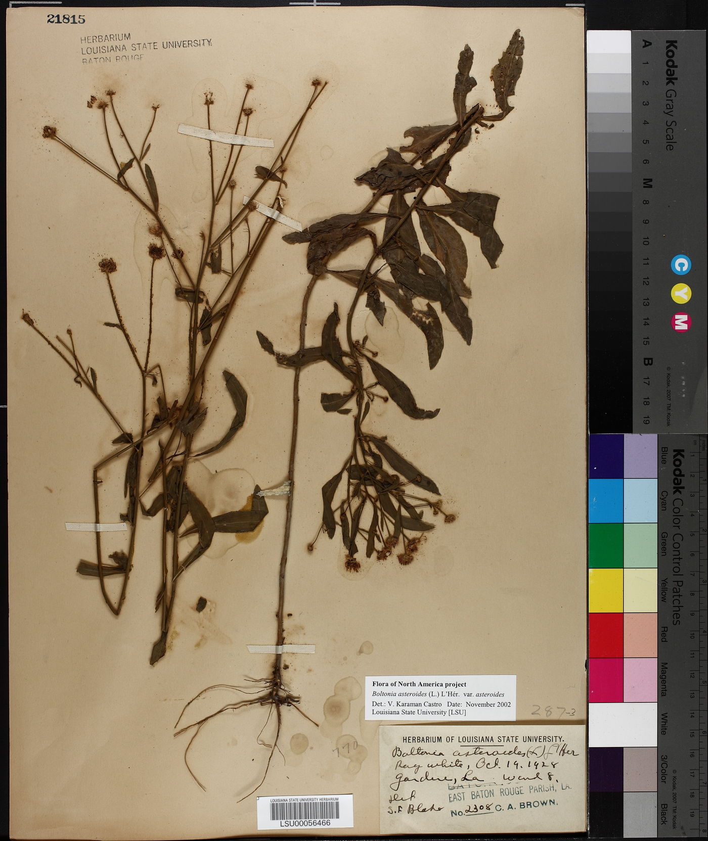 Boltonia asteroides var. asteroides image