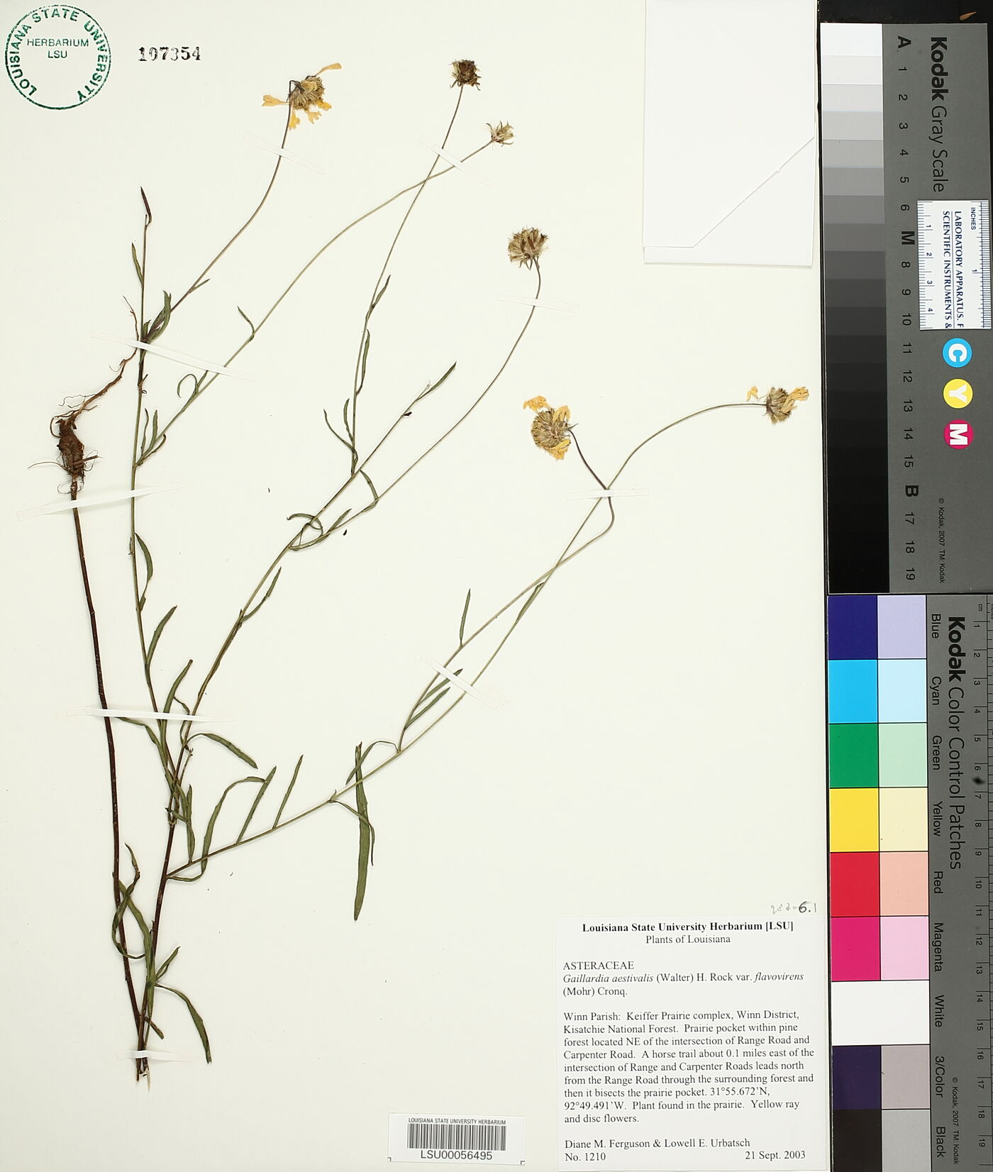 Gaillardia aestivalis var. flavovirens image