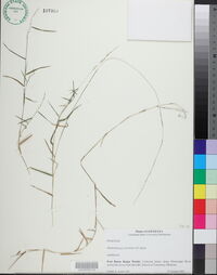 Muhlenbergia schreberi image