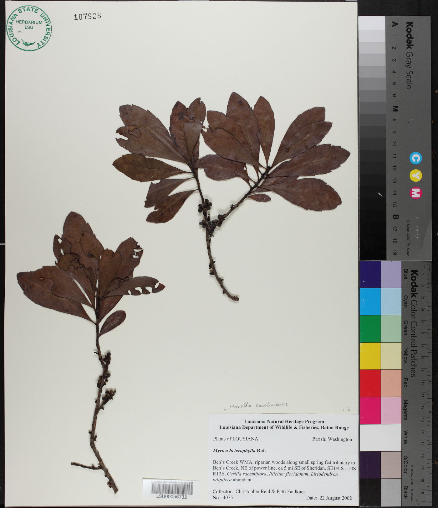 Morella caroliniensis image