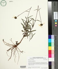 Helianthus angustifolius image