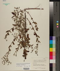 Trichostema dichotomum image