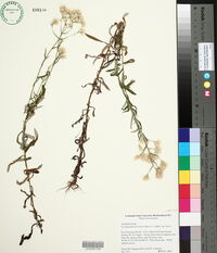 Pseudognaphalium helleri subsp. helleri image