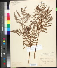 Pteridium aquilinum subsp. pseudocaudatum image