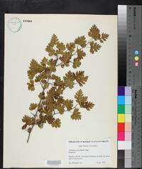 Crataegus marshallii image