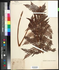 Woodwardia radicans var. americana image