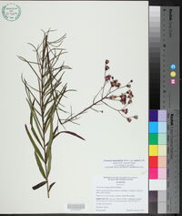 Vernonia angustifolia subsp. mohrii image