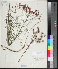 Vernonia angustifolia subsp. angustifolia image