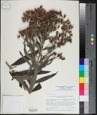 Vernonia x guadalupensis image