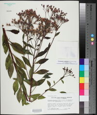 Vernonia ovalifolia image