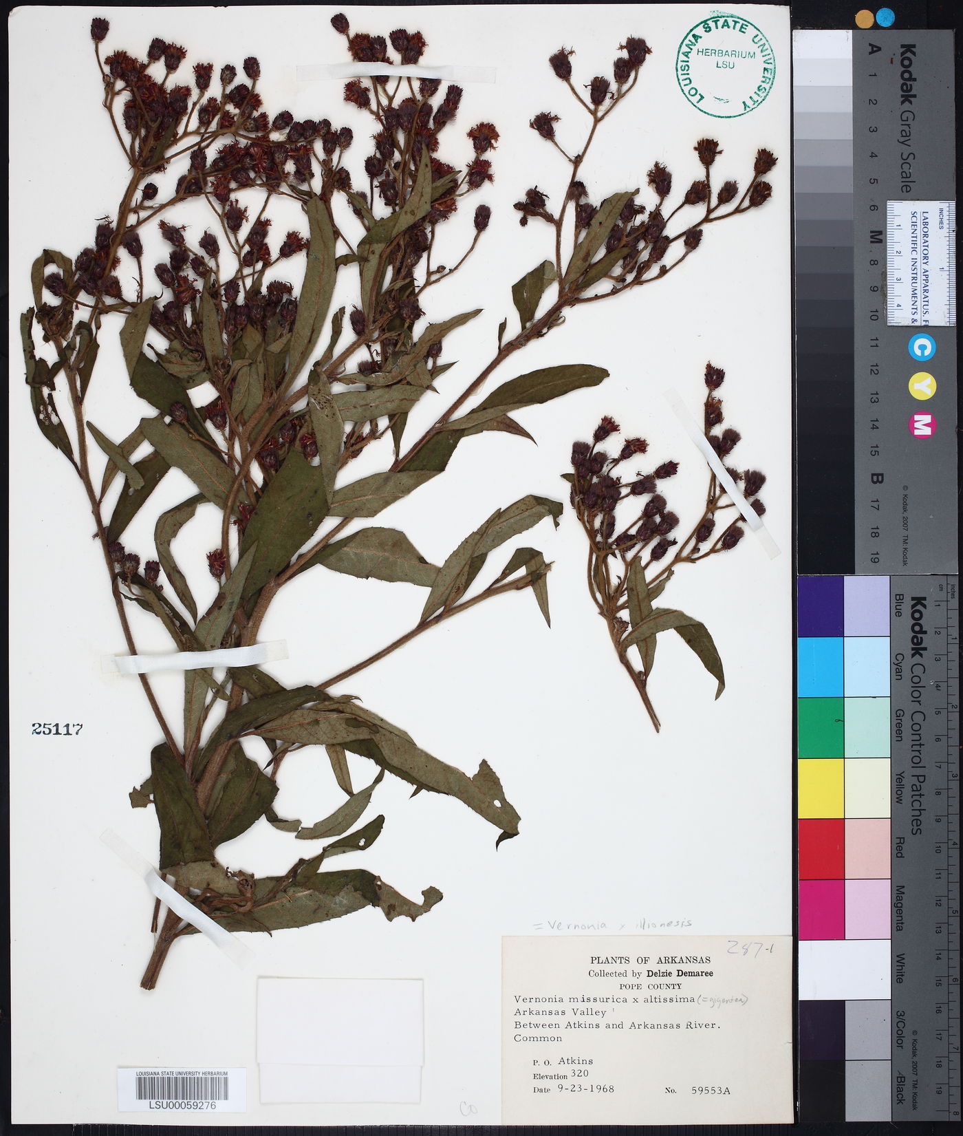 Vernonia × illinoensis image