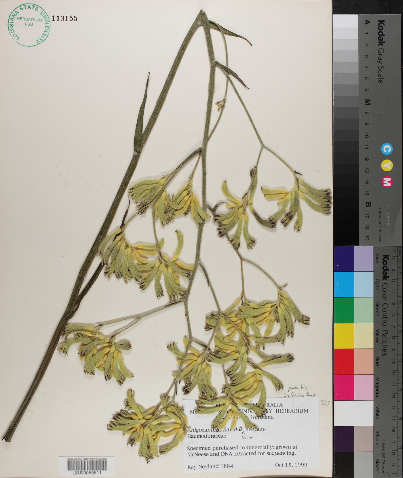 Anigozanthos flavida image