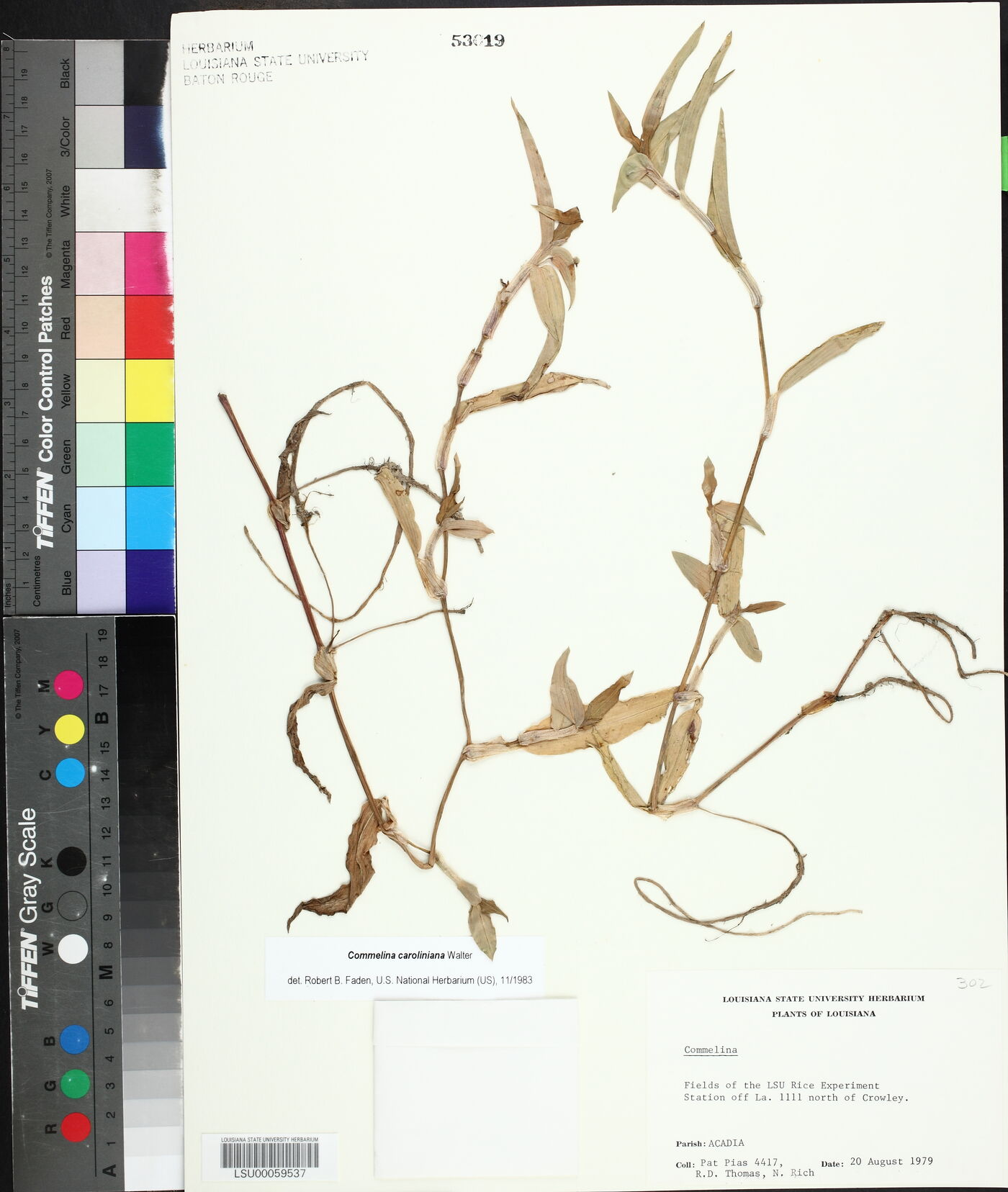 Commelina caroliniana image