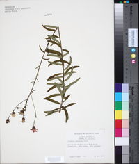 Vernonia pulchella image