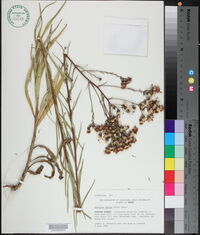 Vernonia texana image