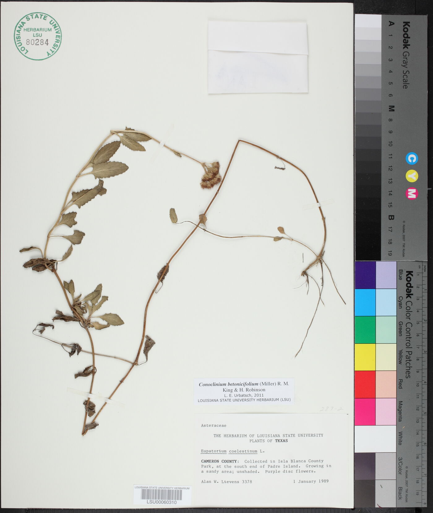 Conoclinium betonicifolium image