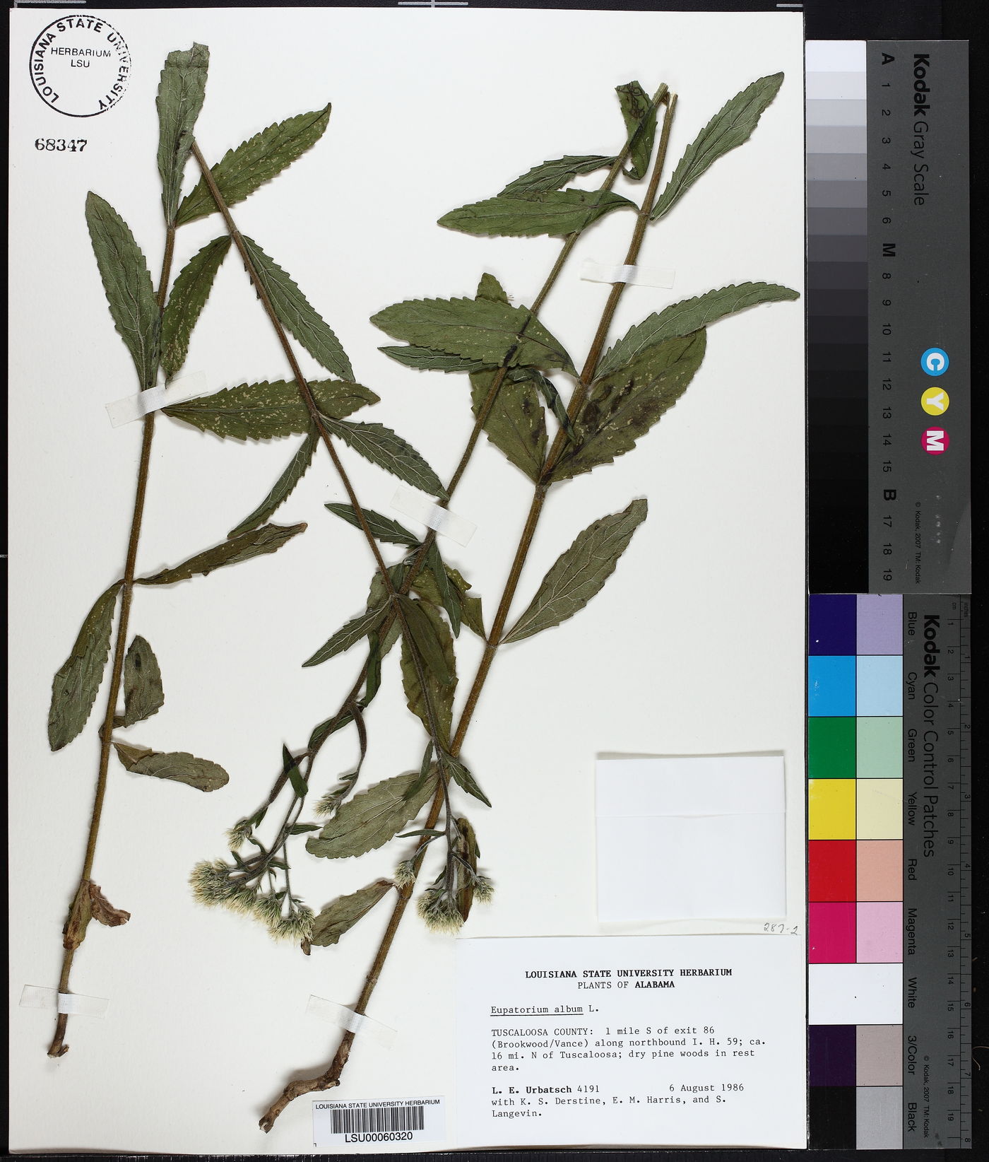 Eupatorium album image