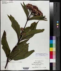 Eutrochium maculatum var. foliosum image