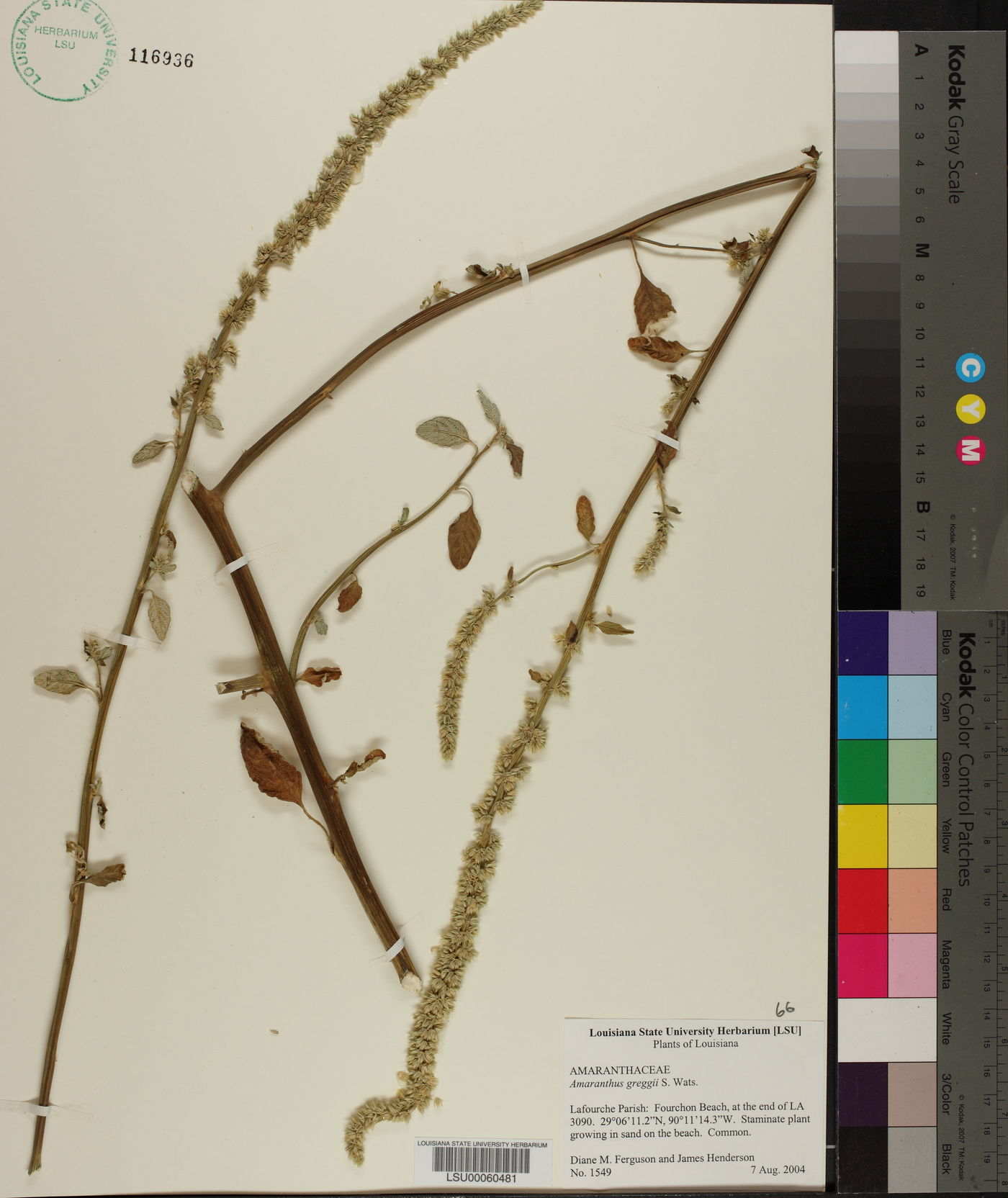 Amaranthus greggii image