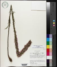 Liatris elegans var. elegans image
