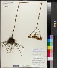 Bigelowia nudata subsp. australis image