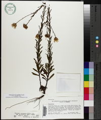 Chrysopsis hyssopifolia image