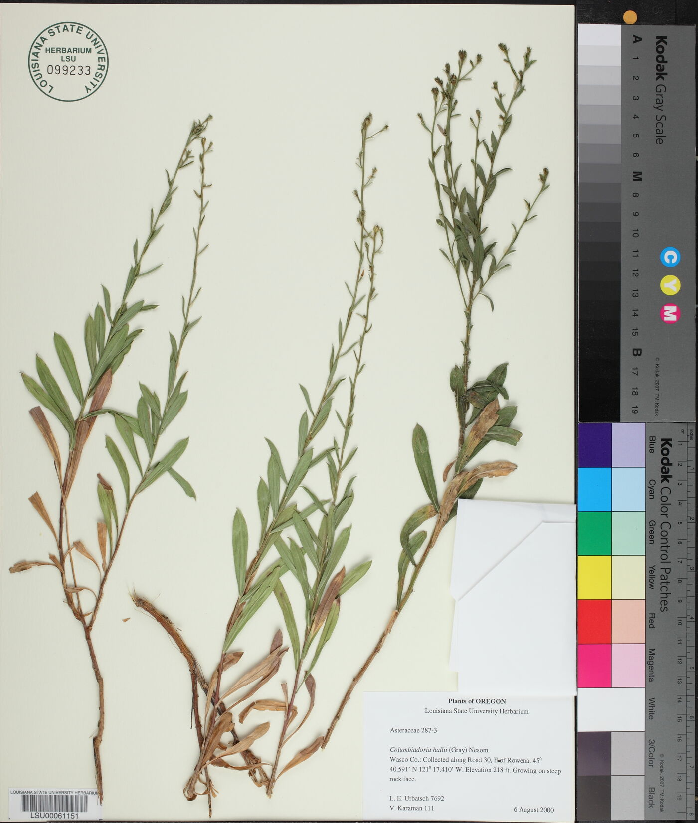 Columbiadoria hallii image