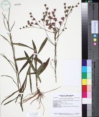 Vernonia texana image