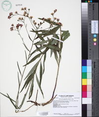 Vernonia texana image
