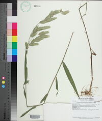 Chasmanthium latifolium image