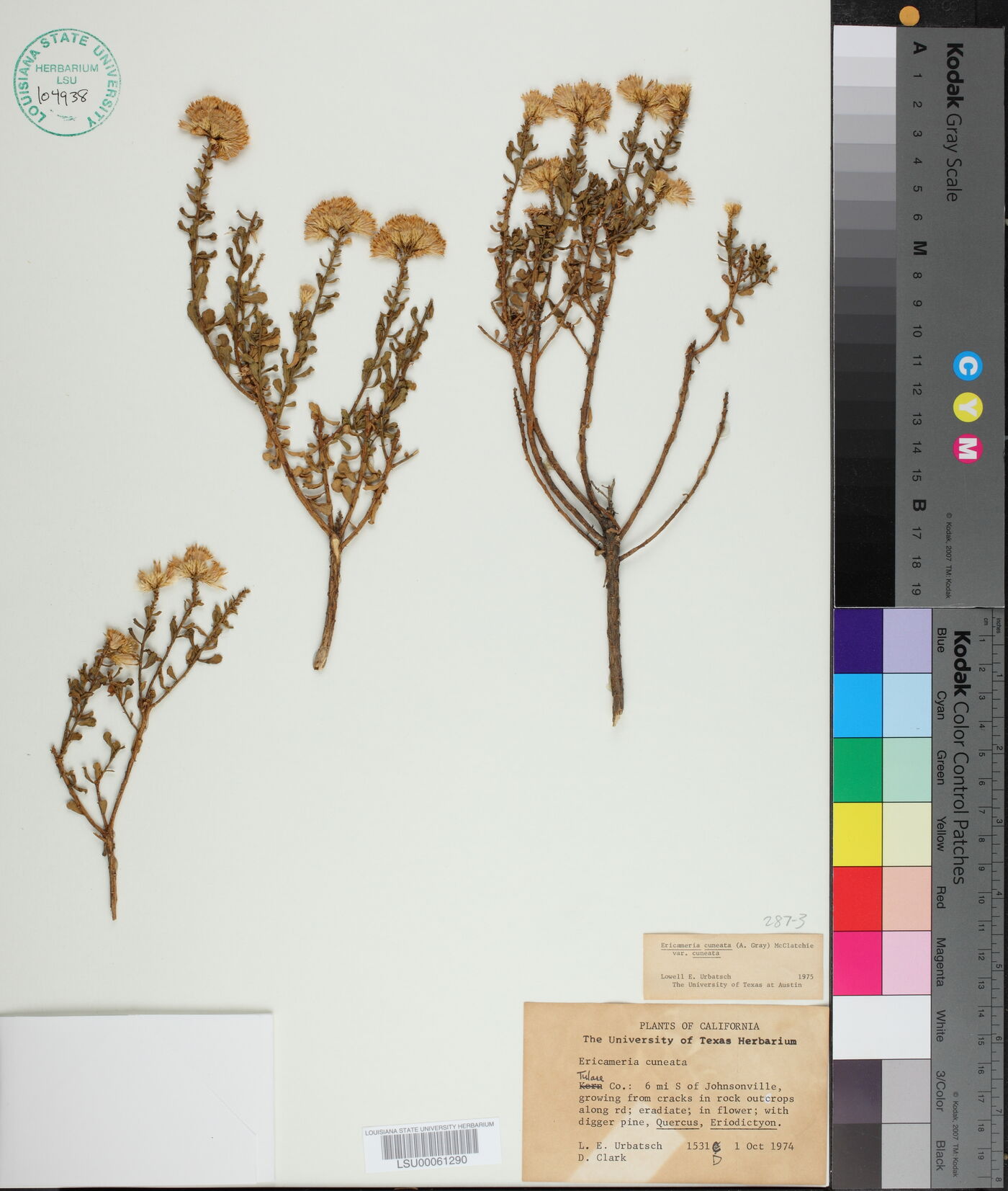 Ericameria cuneata var. cuneata image