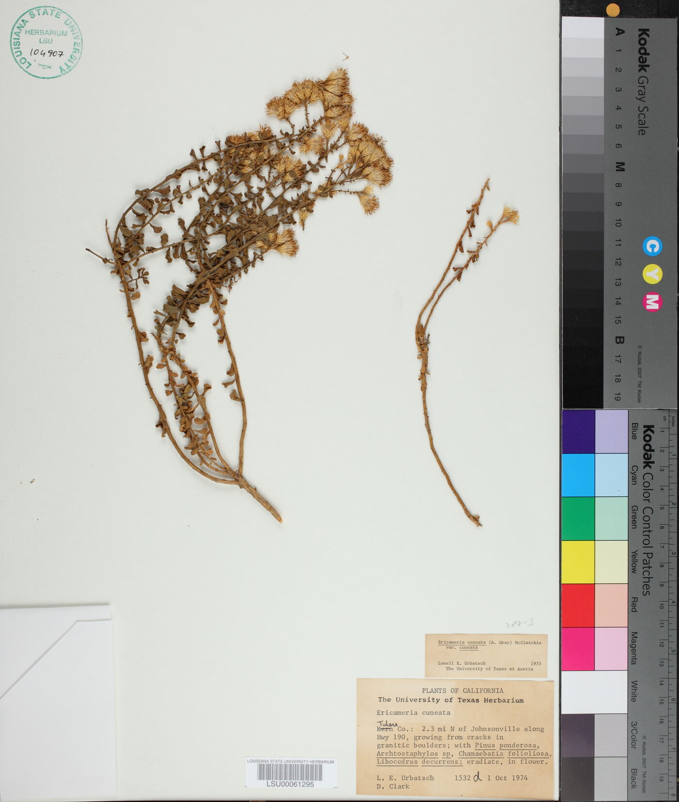 Ericameria cuneata var. cuneata image