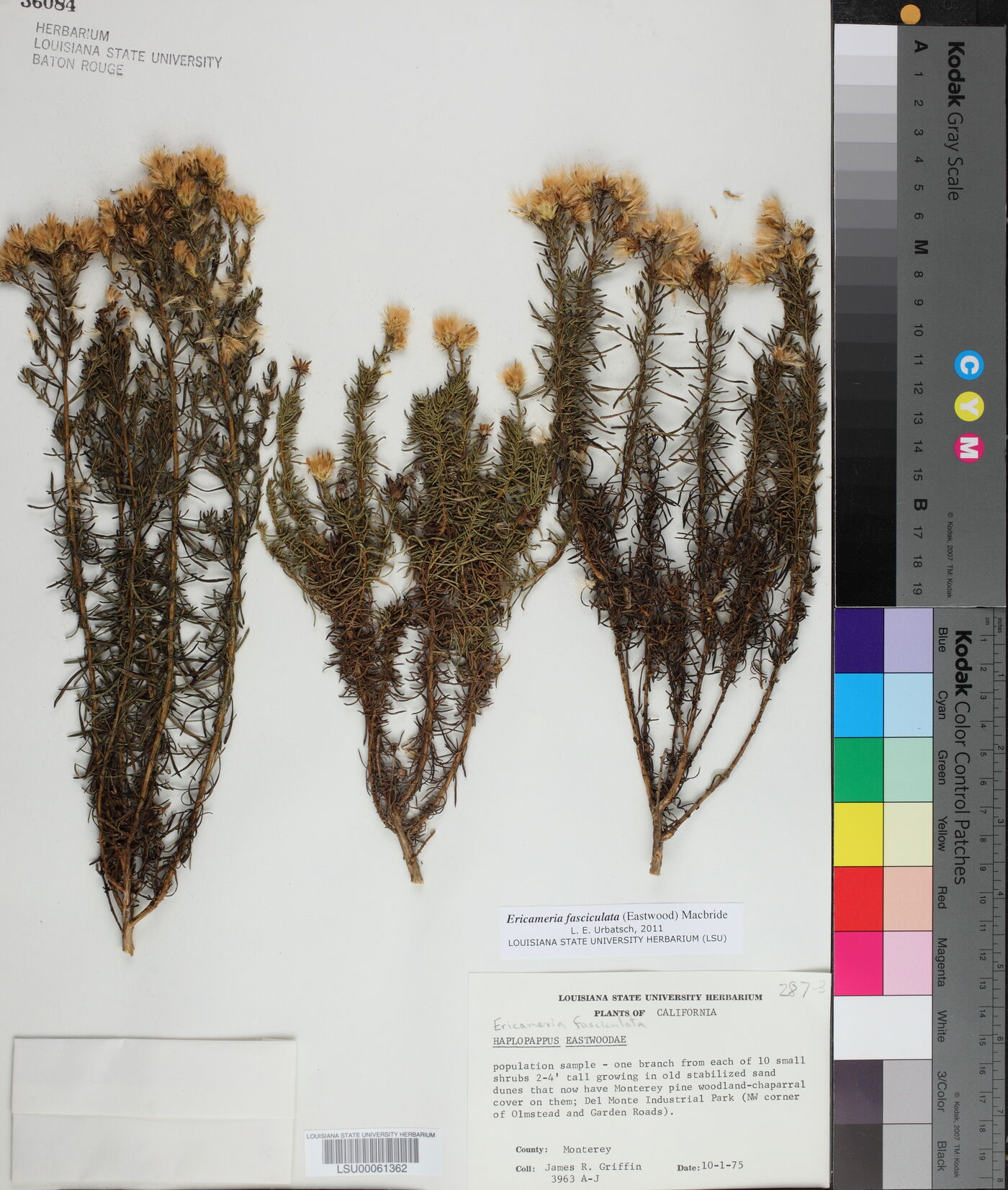 Ericameria fasciculata image