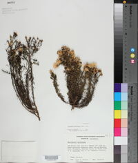 Ericameria fasciculata image