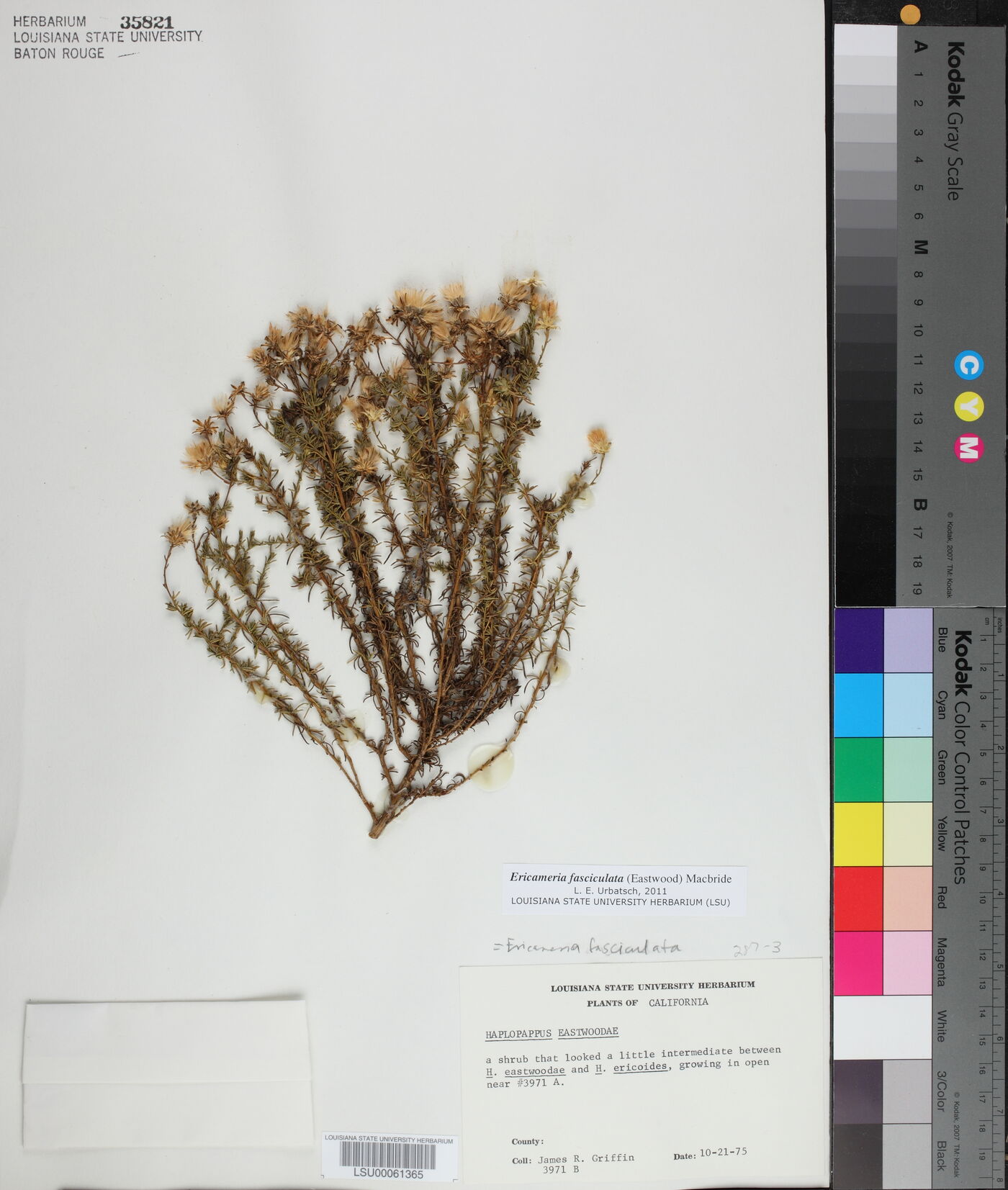 Ericameria fasciculata image
