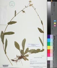 Erigeron philadelphicus var. philadelphicus image