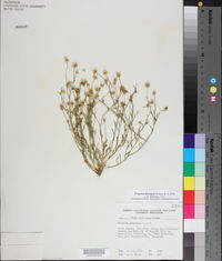 Erigeron divergens image