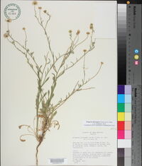 Erigeron divergens image