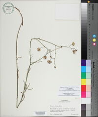 Erigeron foliosus image