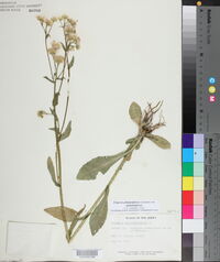 Erigeron philadelphicus var. philadelphicus image